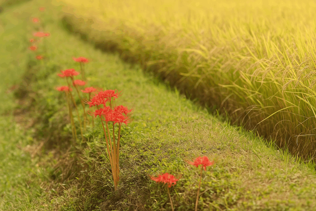 田んぼの畔道に咲く彼岸花と黄金色に実った稲穂
Red spider lilies blooming along a rice paddy embankment with golden rice stalks